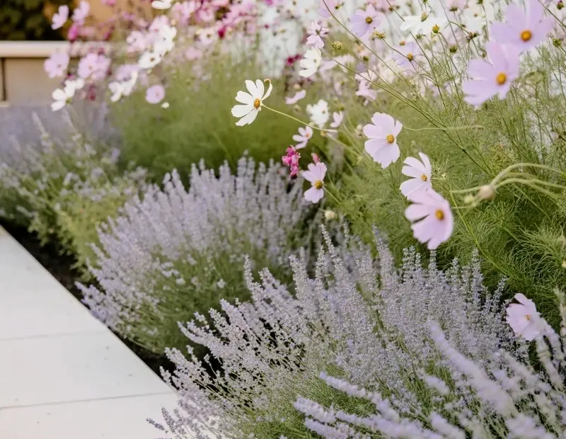 Front Yard Garden Makeover: Lavender and Cosmos Pathway Before & After