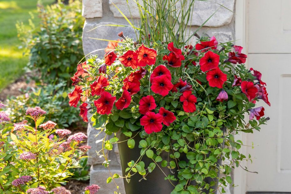 Front Porch Planter Ideas | 25 Welcoming Container Gardens & Window Boxes