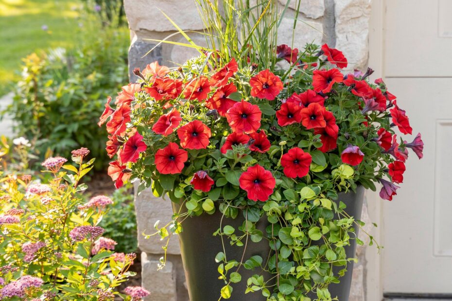 Front Garden Planter Ideas for Welcoming Porches | Budget-friendly Container Designs