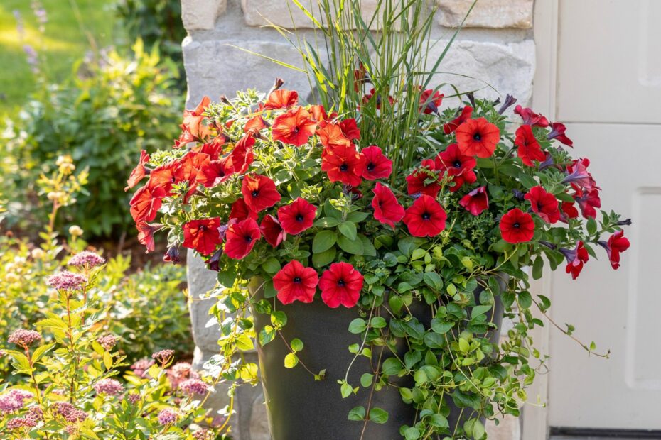 Front Porch Planter Ideas | Inexpensive Container Garden for Welcoming Entryways