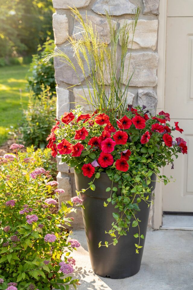 Front Garden Planter Ideas | Budget-Friendly Container Plants for Porches & Entryways