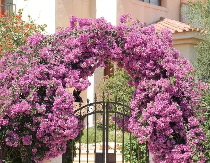 Mediterranean entrance gate before & after with a pink bougainvillea archway